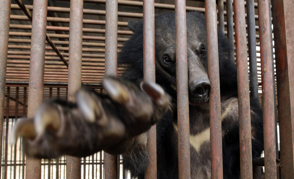 urs in captivitate